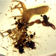 This sample of amber contained traces of pseudoscorpions, scale insects, psyllids, as well as various kinds of plant material. (Image: Bo Wang, Nanjing)